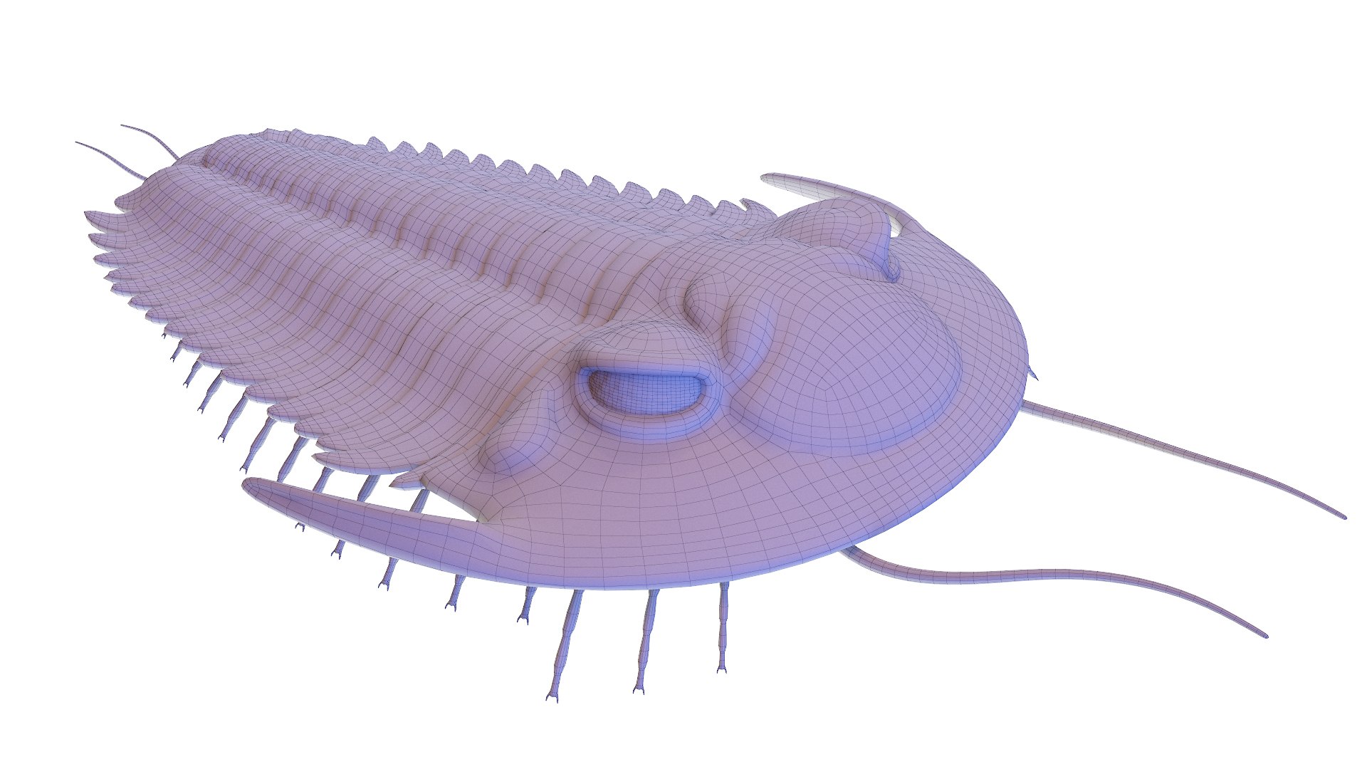 Trilobite Animated 3D Model - TurboSquid 1782603