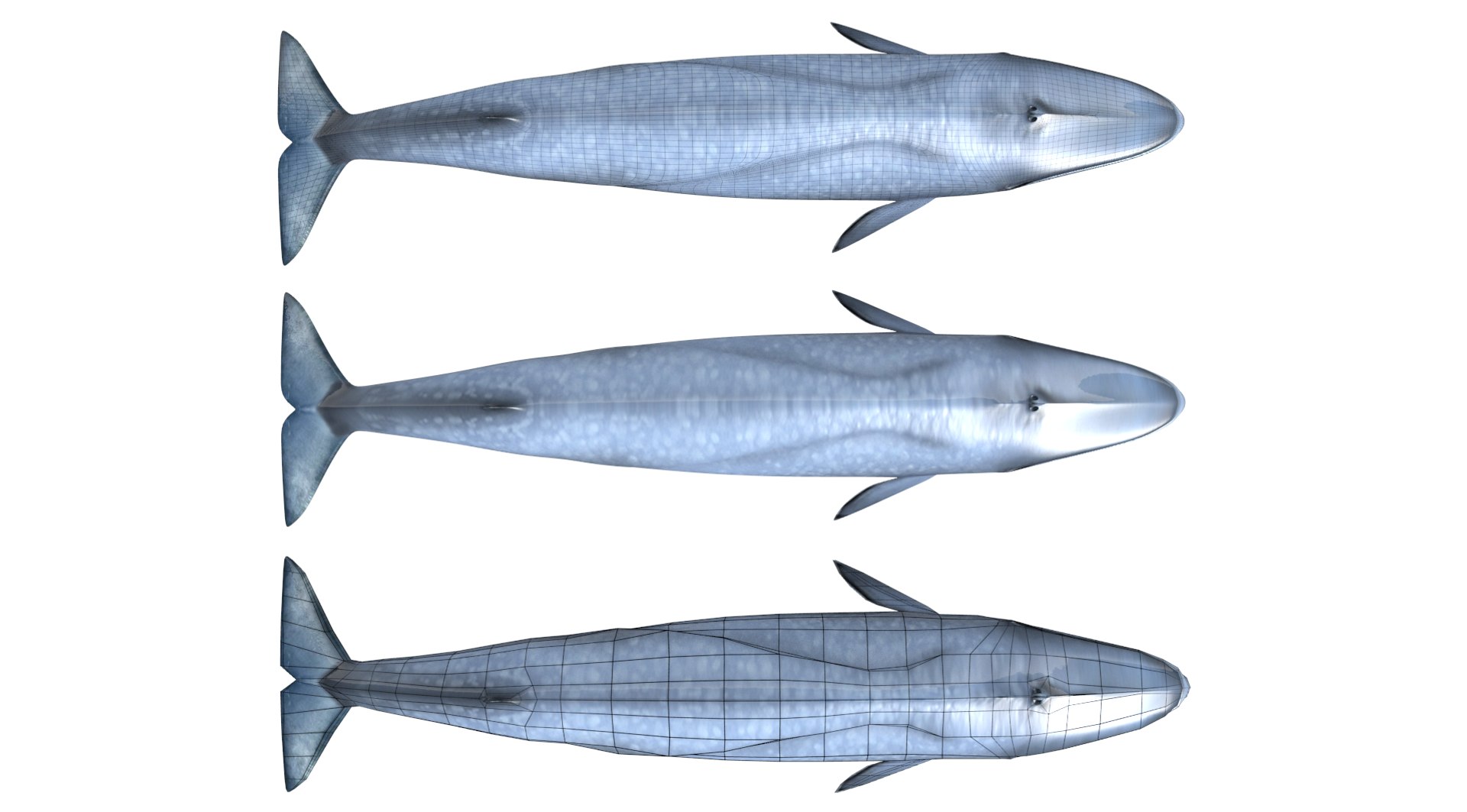 blue whale fbx https://p.turbosquid.com/ts-thumb/qw/uEODdp/0B2q31qp/top/png/1455877777/1920x1080/fit_q87/98ca45ef0abbcb13b7bc3ed88af1a1c20de2bbb1/top.jpg