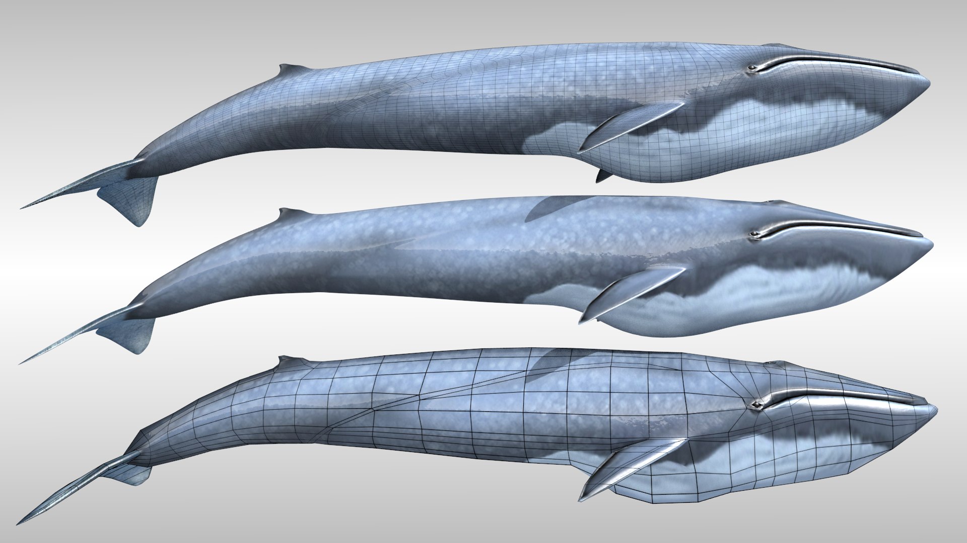 blue whale fbx https://p.turbosquid.com/ts-thumb/qw/uEODdp/5U850k33/side2/png/1455877777/1920x1080/fit_q87/9a8deffe854b235f9f8b273e67a18de7af8b83e6/side2.jpg