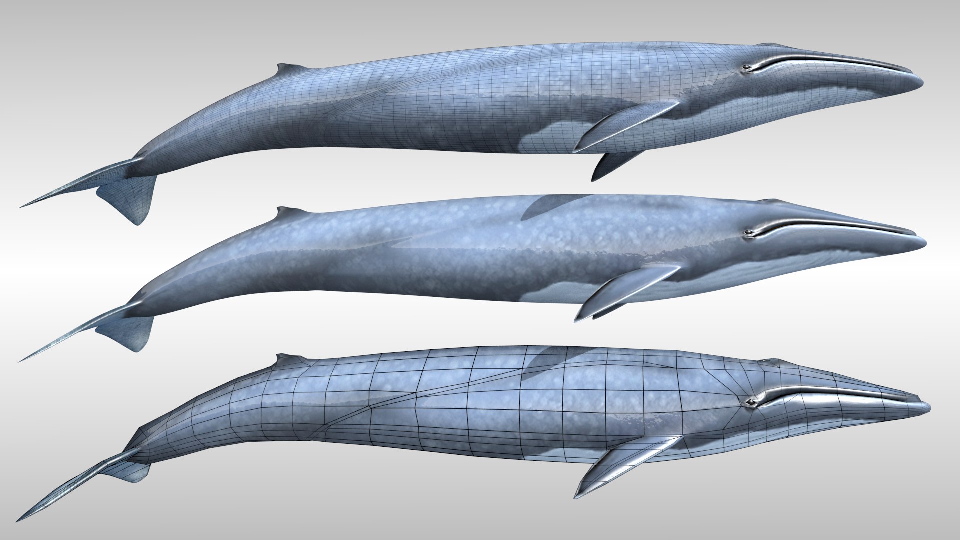blue whale fbx https://p.turbosquid.com/ts-thumb/qw/uEODdp/O7K62skx/side/png/1455877777/1920x1080/fit_q87/efef0695f30bd6b56128b5fe1e2139486f21e0b6/side.jpg