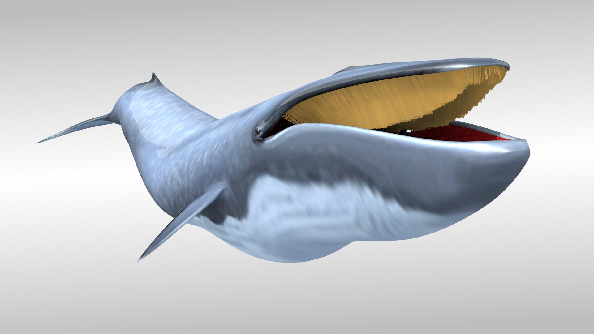 blue whale fbx https://p.turbosquid.com/ts-thumb/qw/uEODdp/Qqa3RWW0/pict1/png/1455877777/1920x1080/fit_q87/5919c38157607a859a643831ea3aa51cad6372dd/pict1.jpg