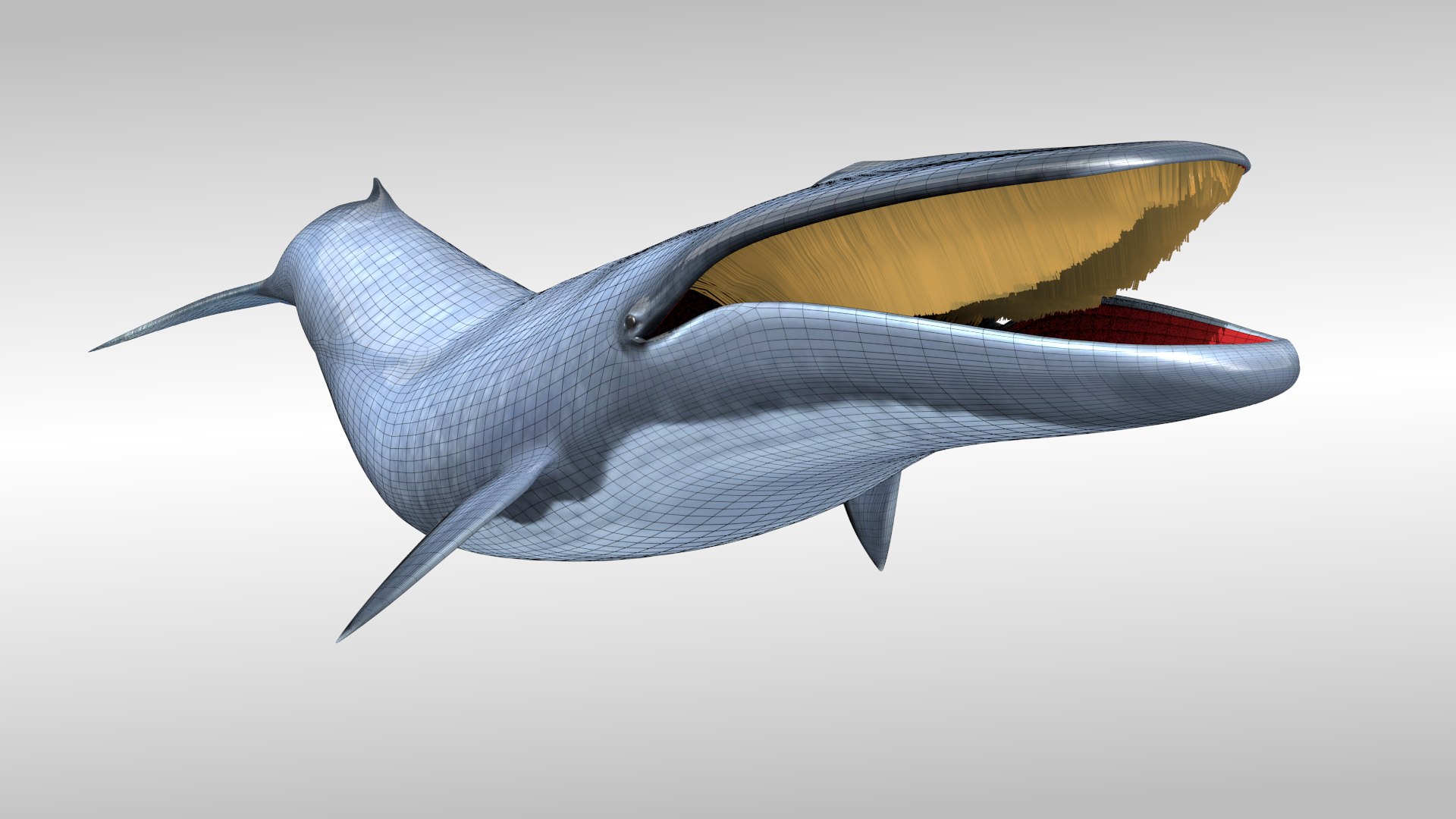 blue whale fbx https://p.turbosquid.com/ts-thumb/qw/uEODdp/aL2yGTNS/pict2wire1/png/1455877777/1920x1080/fit_q87/960dc79a51afcbef793a7b32698b79abf70e1027/pict2wire1.jpg