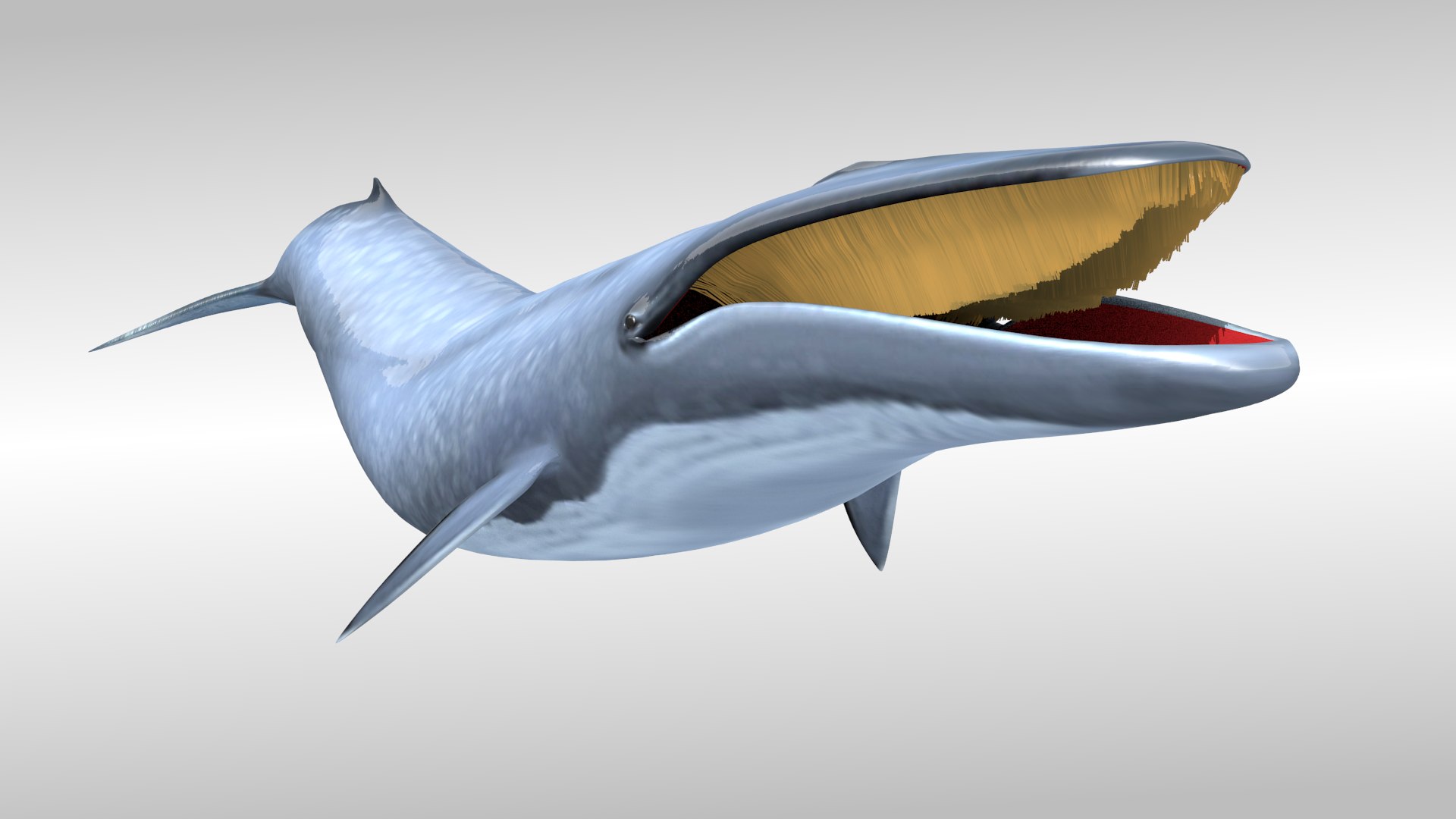 blue whale fbx https://p.turbosquid.com/ts-thumb/qw/uEODdp/fddAtFnj/pict2/png/1455877777/1920x1080/fit_q87/4daf61e006589c4de3fa251083c46106710c6f33/pict2.jpg