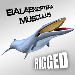 blue whale fbx
