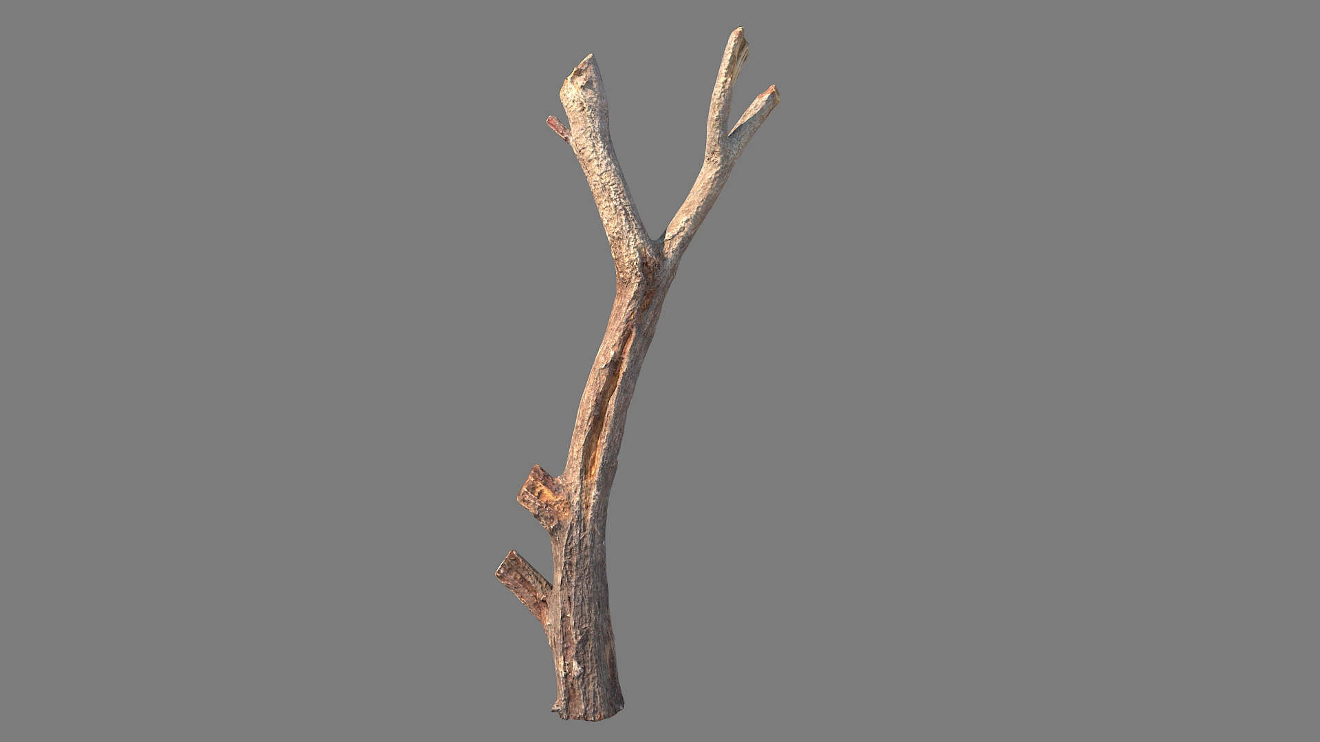 Twig Scanned 30 3D Model - TurboSquid 2088502