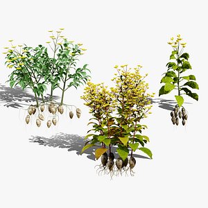 3D Sunchoke Plant 3D Asset model