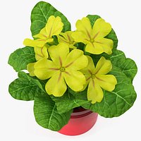 Potted Primrose Common Yellow