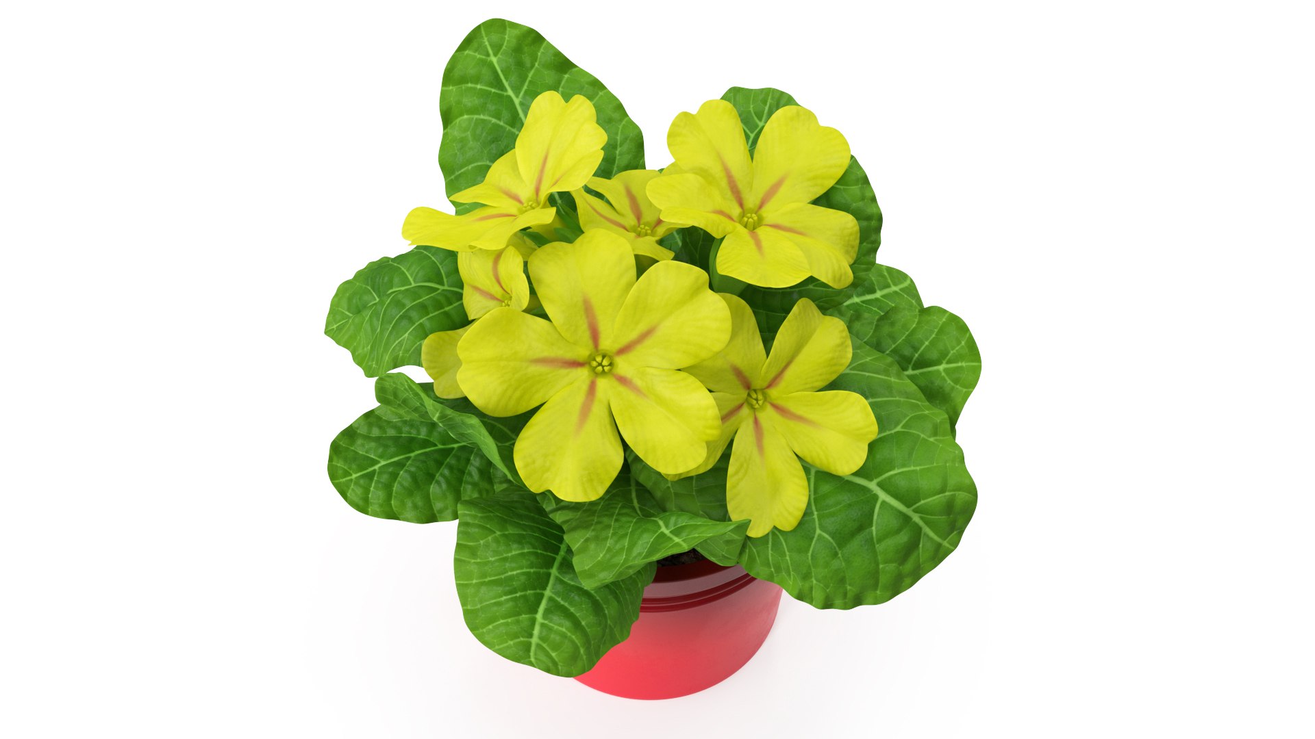 Potted Primrose Common Yellow 3D model preview