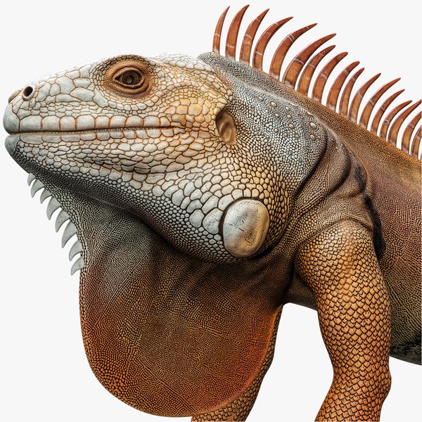 Orange Iguana 8K PBR 3D model