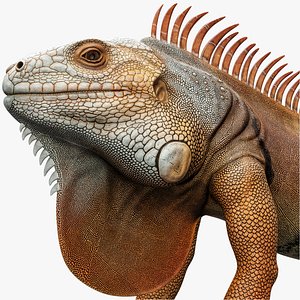 Orange Iguana 8K PBR