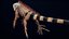 Iguana arancione 8K PBR