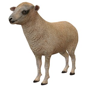 SHEEP