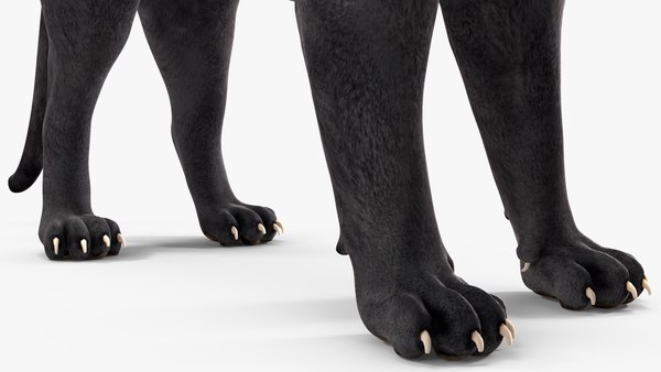 modelo 3d Postura de pie de la pantera negra - TurboSquid 2217138