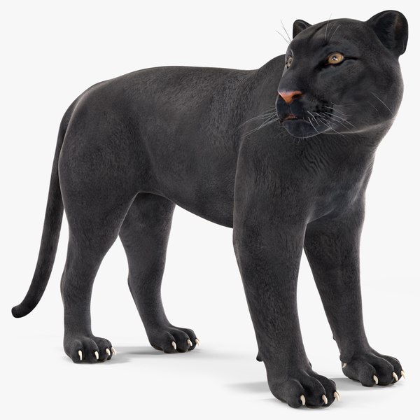 blackpantherstandposec4dmodel000.jpg