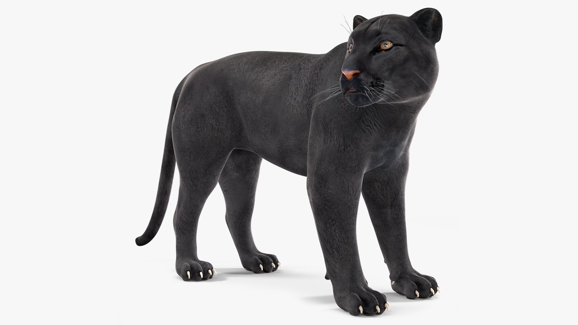 Black Panther Stand Pose 3D model preview