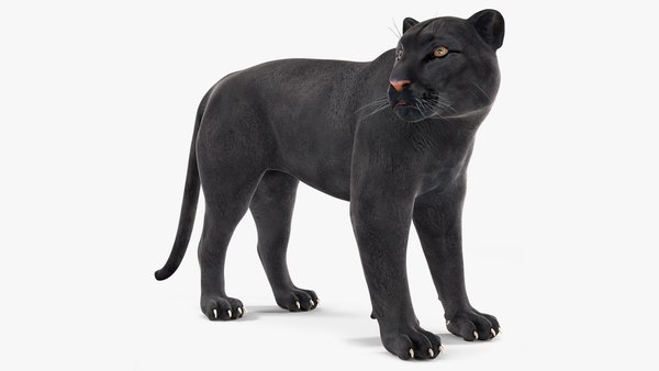 modelo 3d Postura de pie de la pantera negra - TurboSquid 2217138