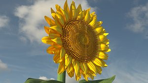 3D Sunflower