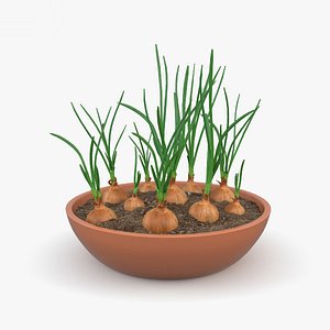 onion plant p 3D model