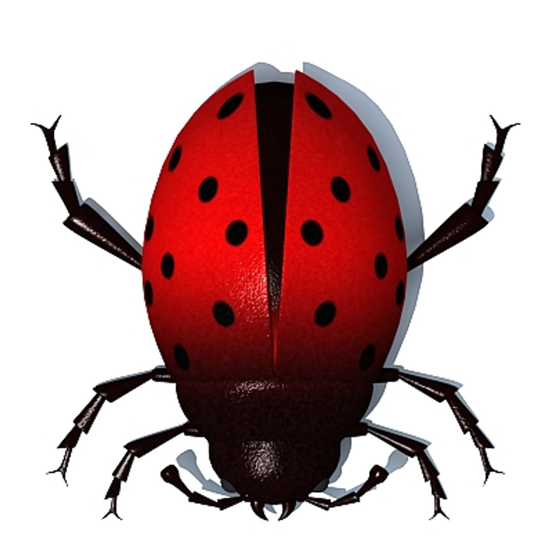 Ladybug Bug 3d Model