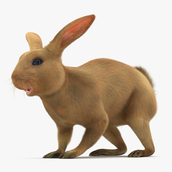 3d rabbit fur hair model