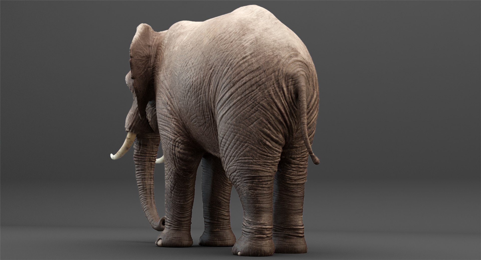 3D rigged elephant model https://p.turbosquid.com/ts-thumb/qy/CXaeMx/F7PisGaq/cirlce_38/jpg/1552458512/1920x1080/fit_q87/d4f23aa91ea3b4ce5b7435b0f96f58cab1485d8f/cirlce_38.jpg