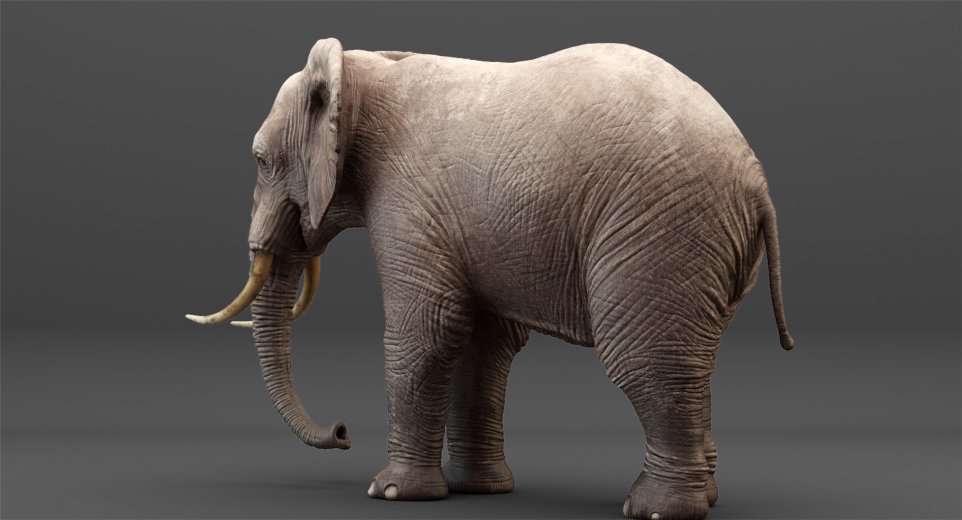 3D rigged elephant model https://p.turbosquid.com/ts-thumb/qy/CXaeMx/GkVzdENl/cirlce_32/jpg/1552458609/1920x1080/fit_q87/66edda1e1f8e066b7e3d8f04177536ed3e8a66cf/cirlce_32.jpg
