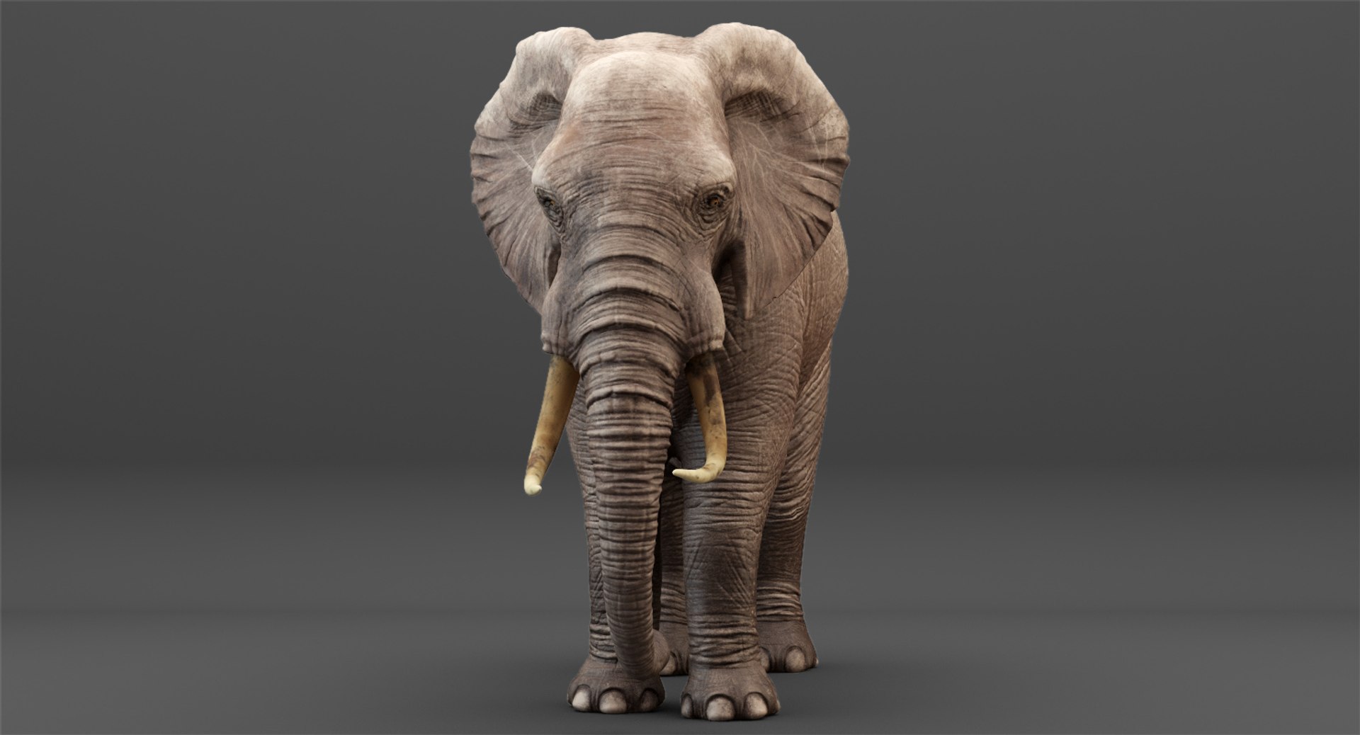 3D rigged elephant model https://p.turbosquid.com/ts-thumb/qy/CXaeMx/HphG3Gmp/cirlce_8/jpg/1552458609/1920x1080/fit_q87/c5de3526f4e97024ca524528d1e11fb4cfe4948e/cirlce_8.jpg