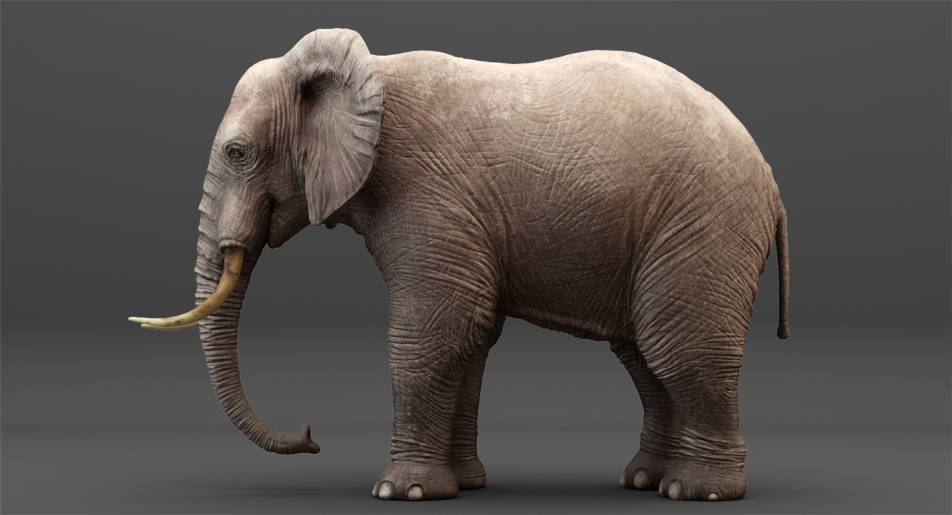 3D rigged elephant model https://p.turbosquid.com/ts-thumb/qy/CXaeMx/KfUecFkE/cirlce/jpg/1552458487/1920x1080/turn_fit_q99/eac6eac5c1a550e85229c006d9e3e97226bf0908/cirlce-1.jpg