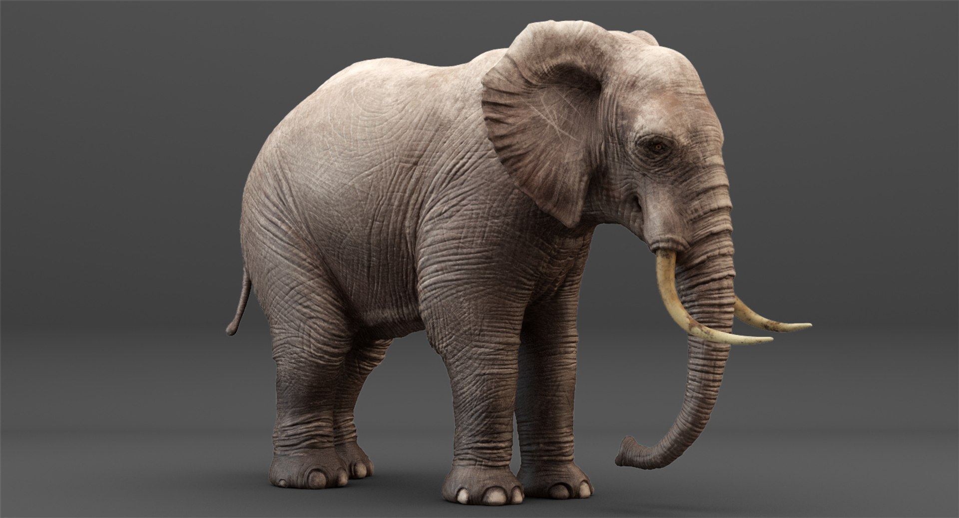 3D rigged elephant model https://p.turbosquid.com/ts-thumb/qy/CXaeMx/cANBlijj/cirlce_14/jpg/1552458609/1920x1080/fit_q87/518674ed7d7d9e495ee1ef246e8716040c892442/cirlce_14.jpg