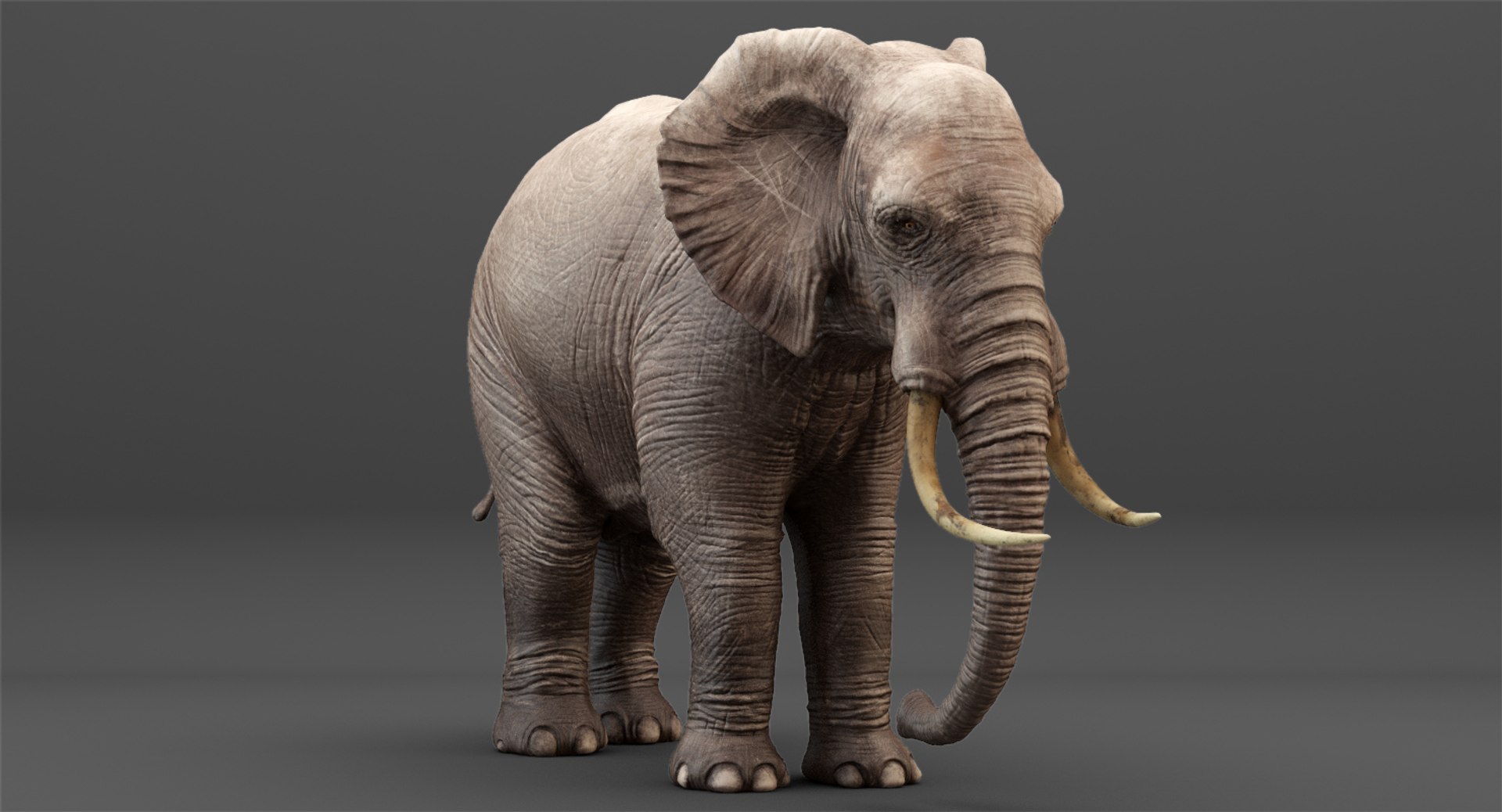 3D rigged elephant model https://p.turbosquid.com/ts-thumb/qy/CXaeMx/ndRMQOUY/cirlce_12/jpg/1552458609/1920x1080/fit_q87/415d272eb2292677bdf5c60e4bdf58075e2ab3ca/cirlce_12.jpg