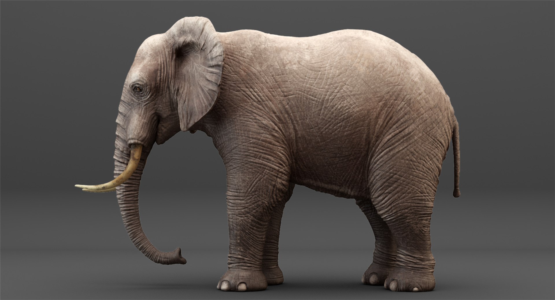 3D rigged elephant model https://p.turbosquid.com/ts-thumb/qy/CXaeMx/ooG0ucLO/cirlce_0/jpg/1552458609/1920x1080/fit_q87/11ef3c8d3f9bbce655256225fb7d5dacd2f4e78f/cirlce_0.jpg