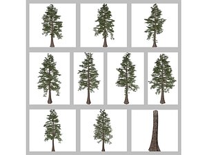 Western Red Cedar Tree Collection 3D