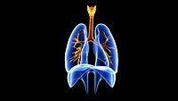 Respiratory System