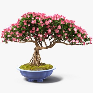 miniature green bonsai tree 3D model