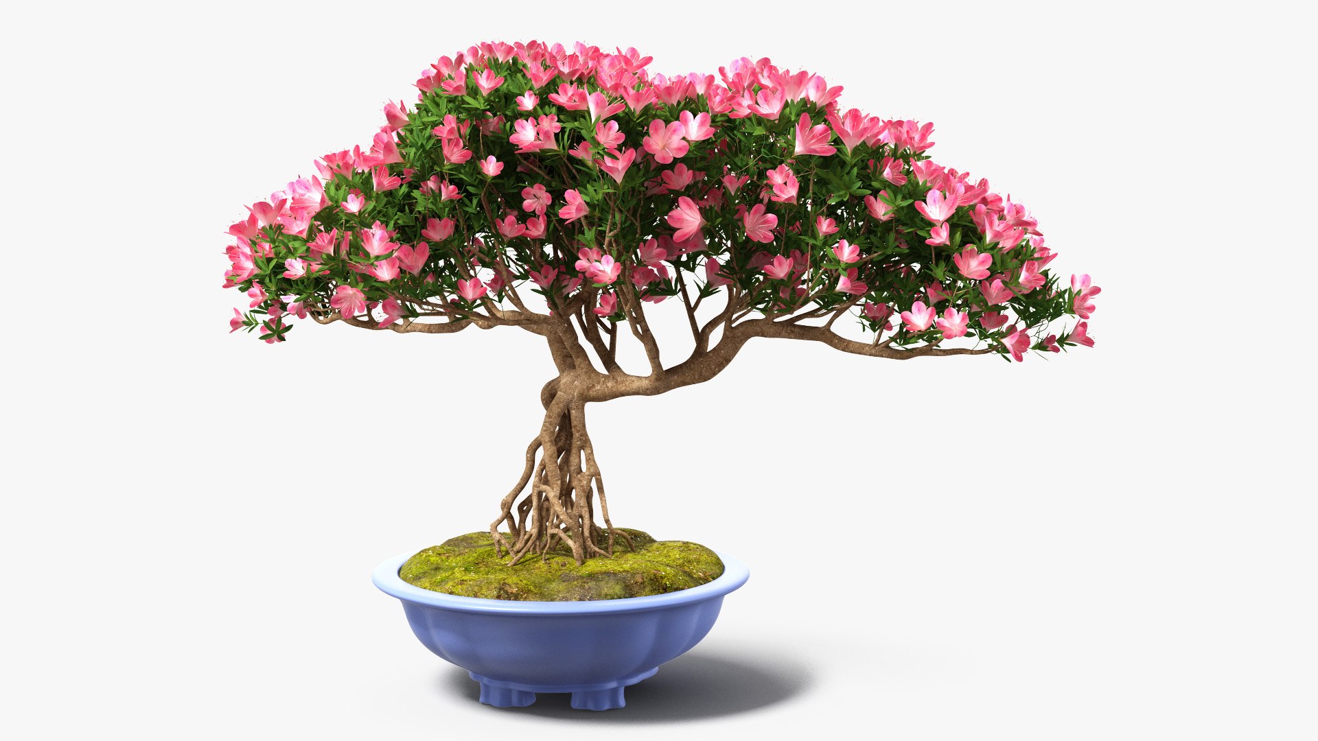 Miniature Green Bonsai Tree with Flowers in Pot 3D model preview