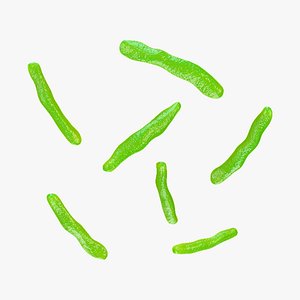 Lactobacillus