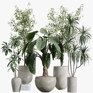 AV Indoor Plants Set 386 Warneckii Lemon and Ficus Cyathistipula and Cunjevoi Jardin and Olive 3D