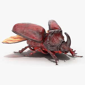 3D rhinoceros beetle oryctes nasicornis