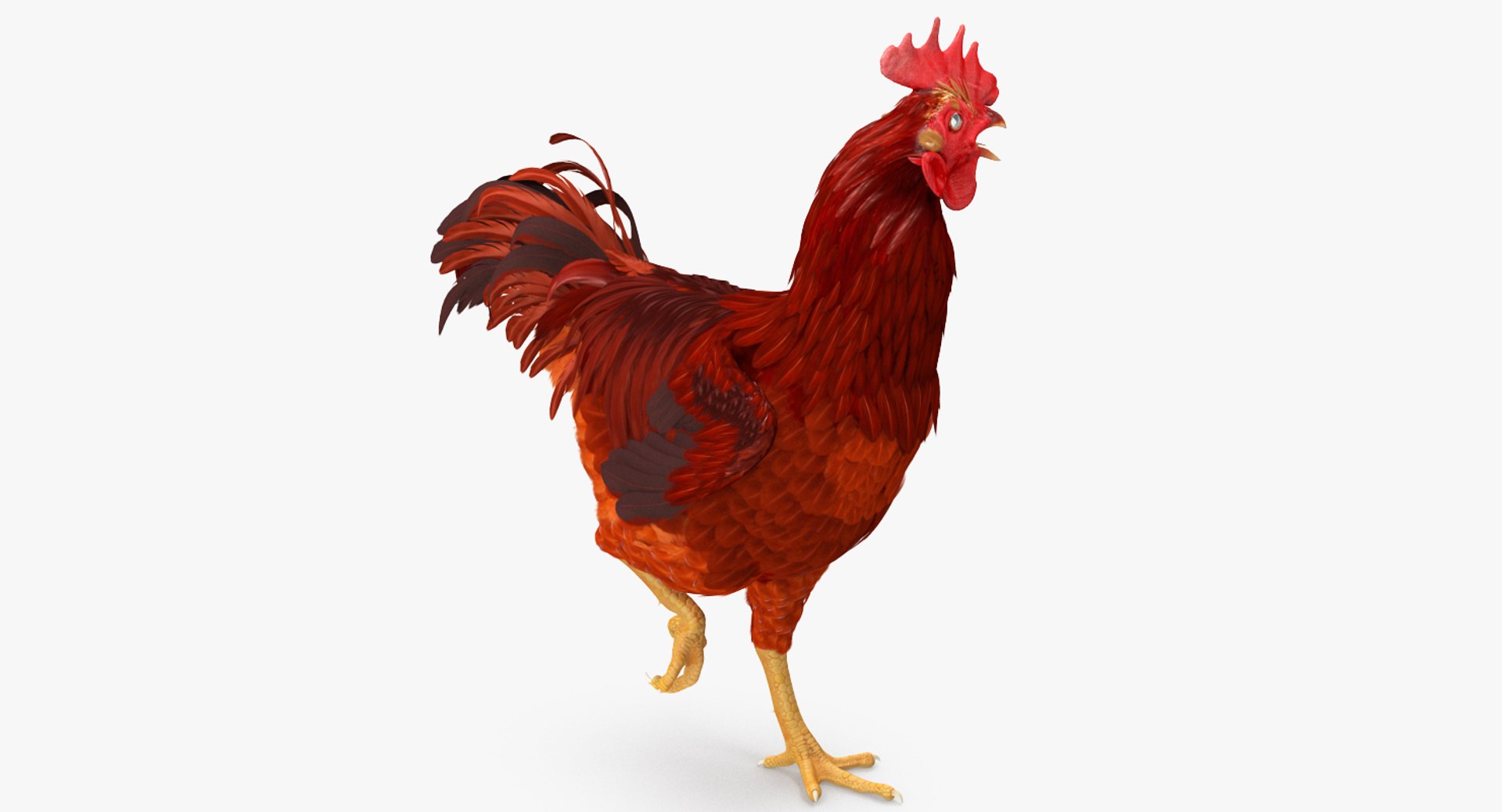 Brown Hen Standing on one Leg 3D Model 3D model preview