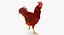 Gallina marrone in piedi su una gamba Modello 3D