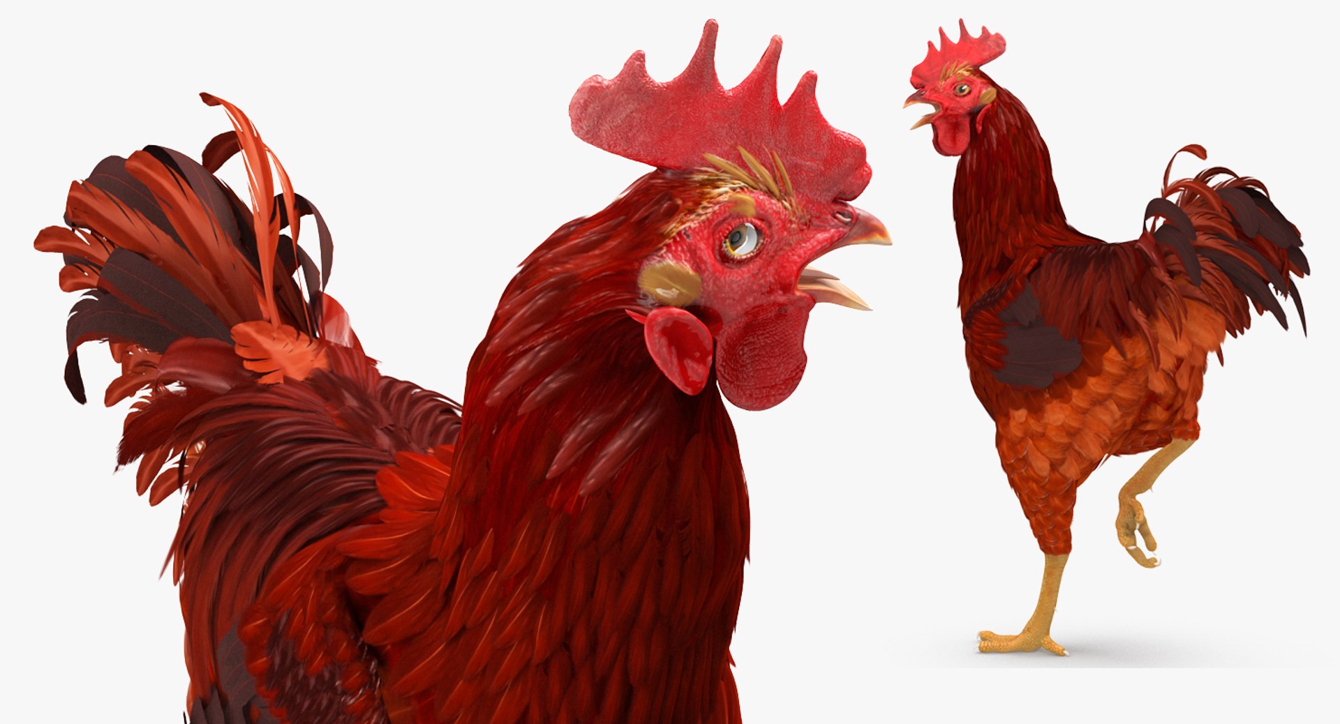 max brown hen standing leg https://p.turbosquid.com/ts-thumb/qy/mrkNWE/M4oymhzM/brownhenstandingononeleg3dsmodel006/jpg/1485252567/1920x1080/fit_q87/eaf169e10c922bb0a04e5f1ac7b668619864d23c/brownhenstandingononeleg3dsmodel006.jpg
