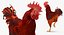 Gallina marrone in piedi su una gamba Modello 3D