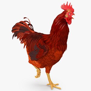 max brown hen standing leg