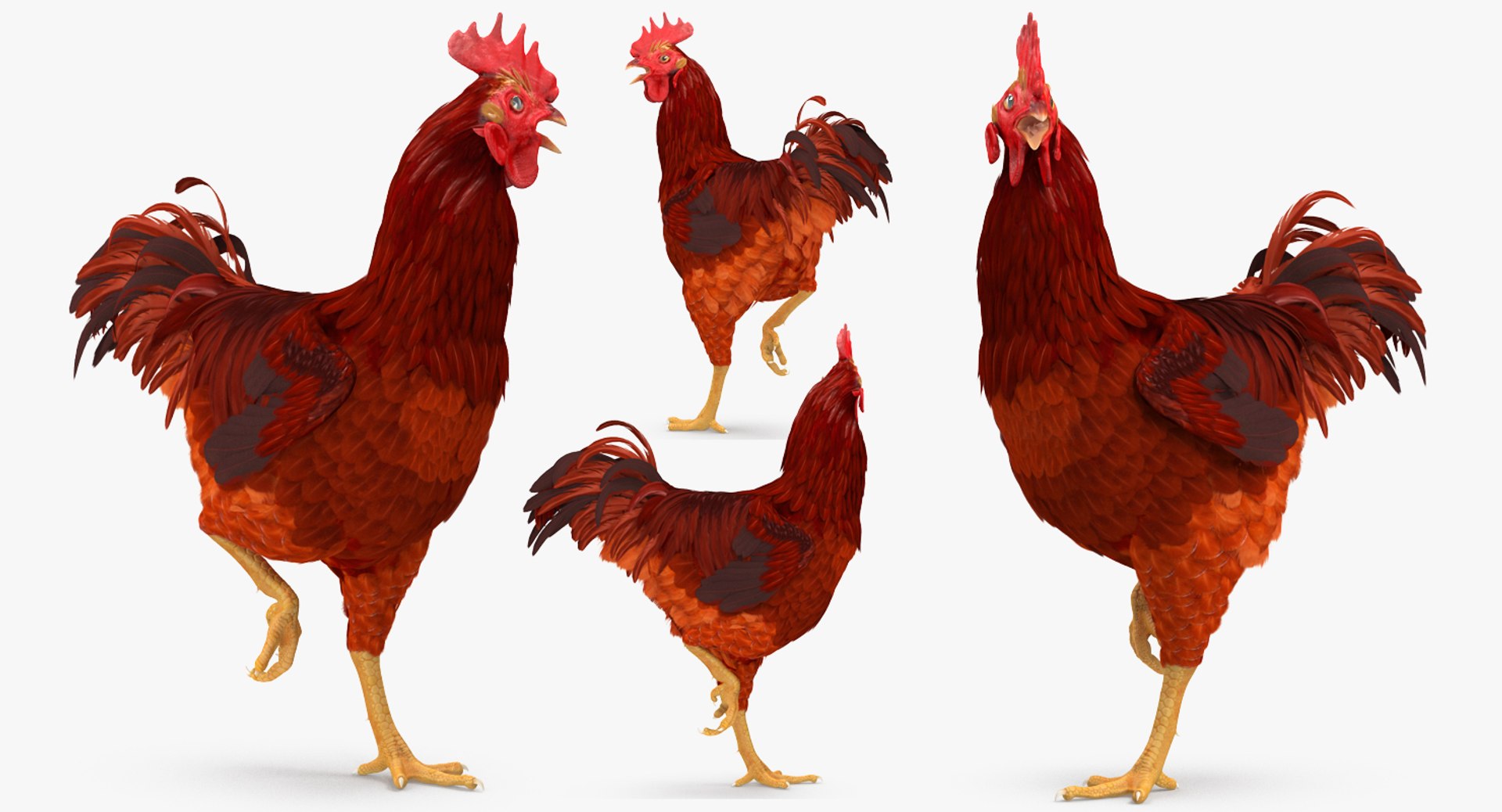 max brown hen standing leg https://p.turbosquid.com/ts-thumb/qy/mrkNWE/Na6Xq6xq/brownhenstandingononeleg3dsmodel002/jpg/1485252567/1920x1080/fit_q87/aeaf4123a85a55a09b8750f72a4c45882b0c2423/brownhenstandingononeleg3dsmodel002.jpg