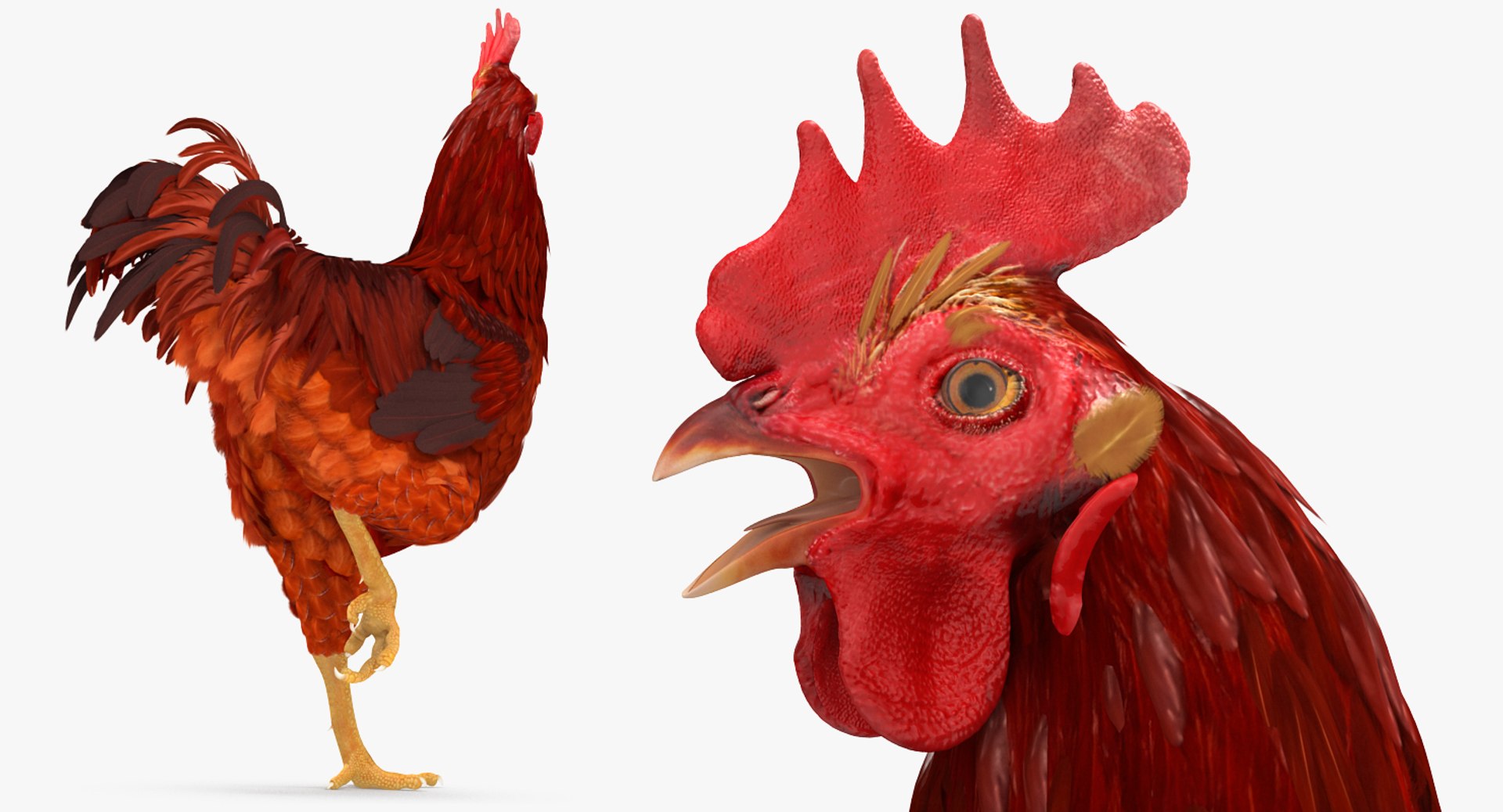 max brown hen standing leg https://p.turbosquid.com/ts-thumb/qy/mrkNWE/T825Txmv/brownhenstandingononeleg3dsmodel004/jpg/1485252567/1920x1080/fit_q87/1501461592f6c26873031fdd3db2e2fe4c246acf/brownhenstandingononeleg3dsmodel004.jpg