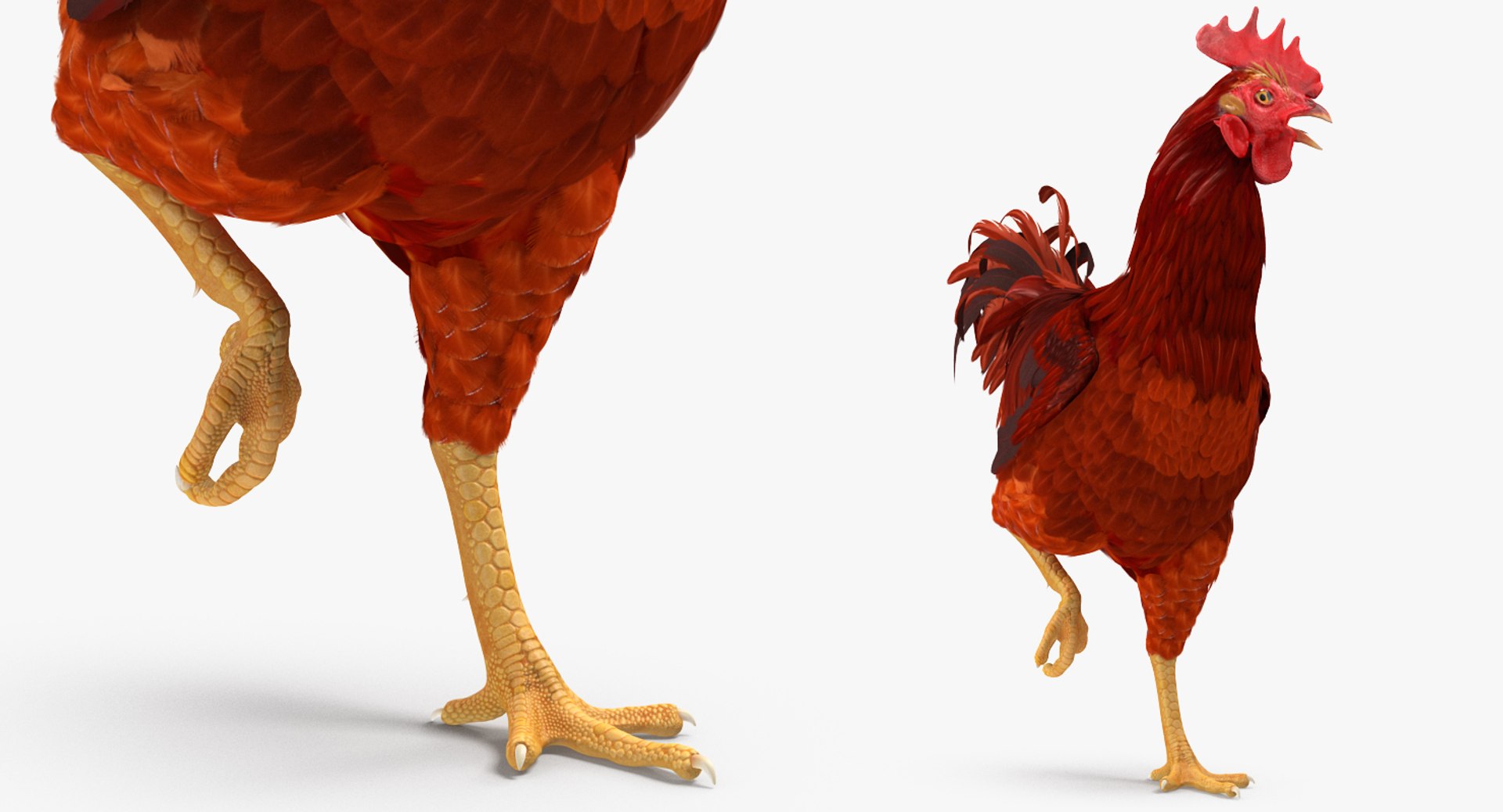 max brown hen standing leg https://p.turbosquid.com/ts-thumb/qy/mrkNWE/pMrBr6nE/brownhenstandingononeleg3dsmodel003/jpg/1485252567/1920x1080/fit_q87/0a5a6c328575c6242e34d544d56f4a650a914b44/brownhenstandingononeleg3dsmodel003.jpg