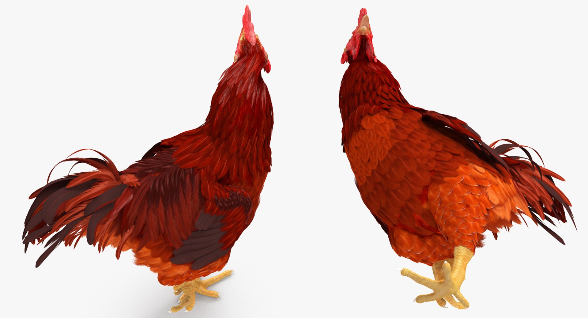 max brown hen standing leg https://p.turbosquid.com/ts-thumb/qy/mrkNWE/zoRPBg9C/brownhenstandingononeleg3dsmodel007/jpg/1485252567/1920x1080/fit_q87/38d229988c6c6451cc426ae1070b4e77ace86f09/brownhenstandingononeleg3dsmodel007.jpg