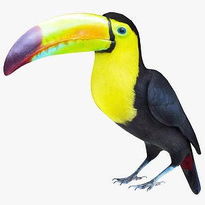 3D model Toucan