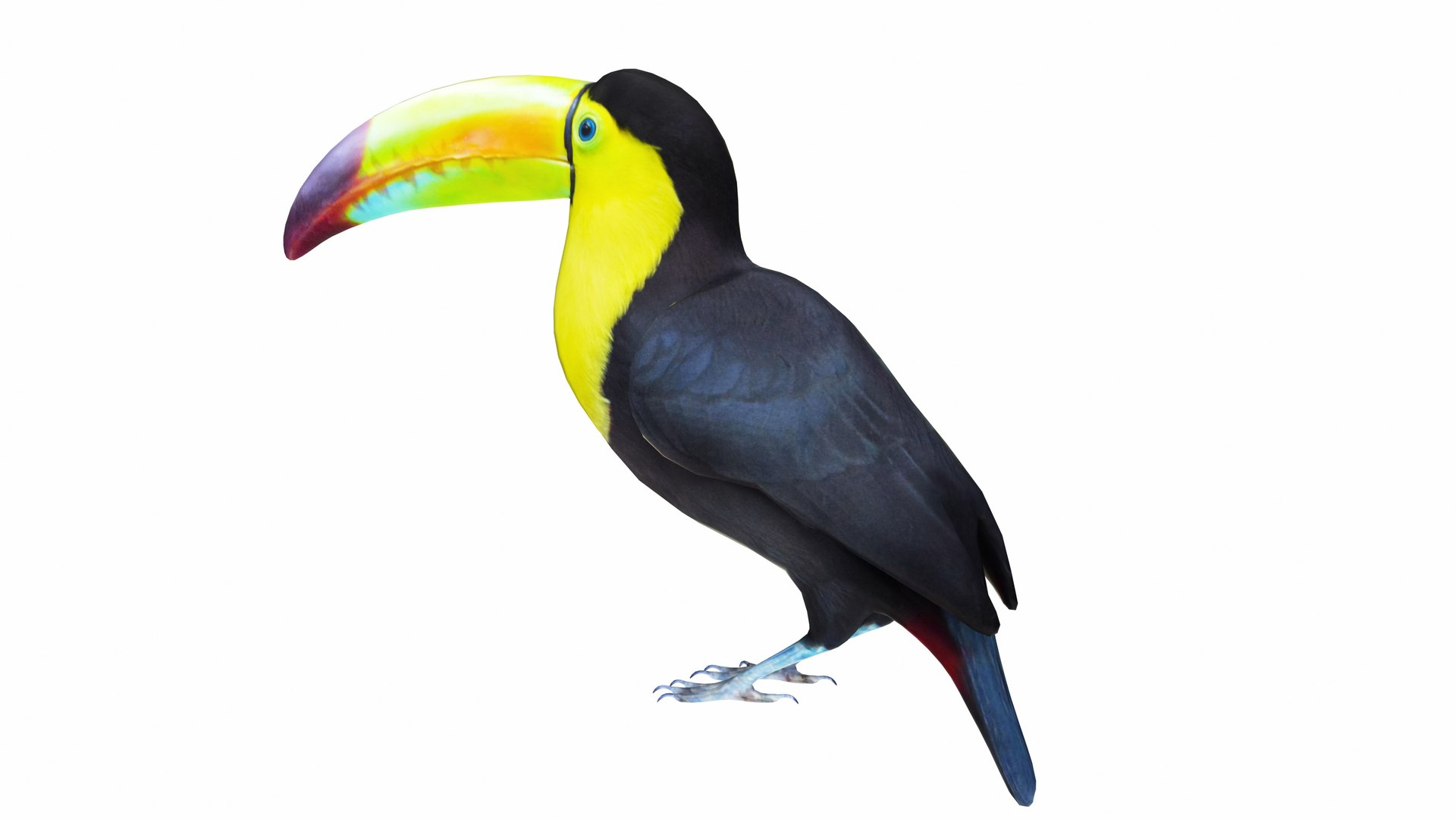 3D Model Toucan - TurboSquid 2335111