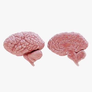 Realistic Brain Collection
